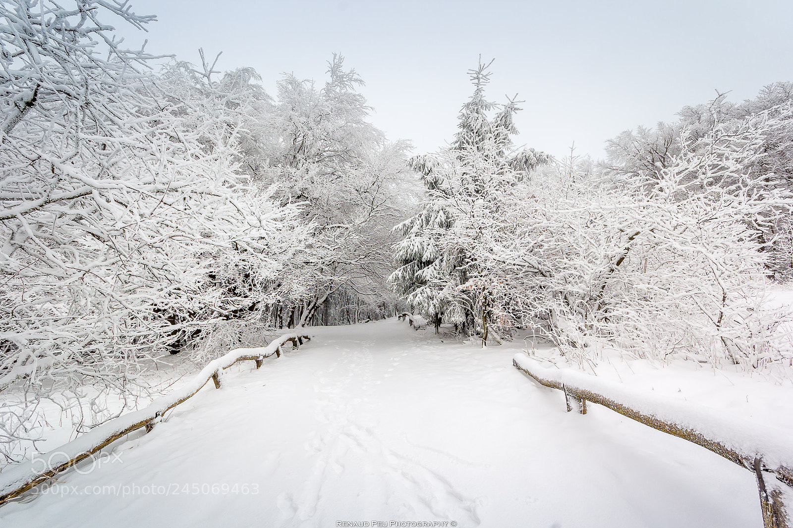 Canon EOS 60D sample photo. Nice taunus white photography