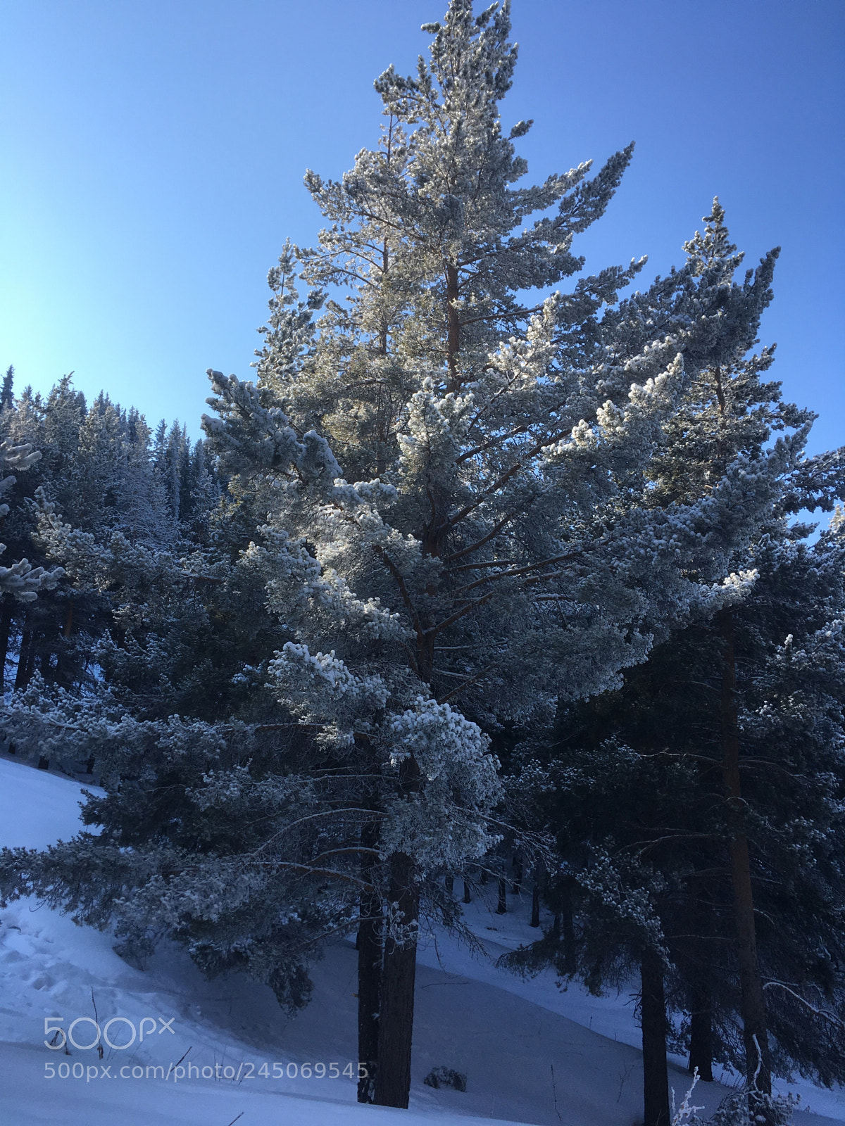 Apple iPhone SE sample photo. Frosty “gray” photography