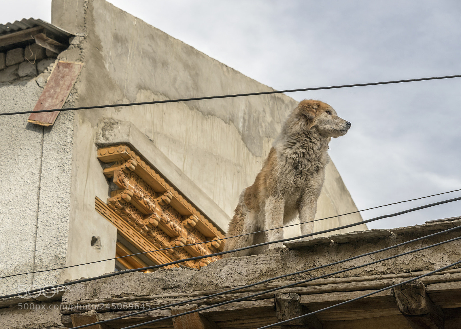 Nikon D810 sample photo. High living street dog photography