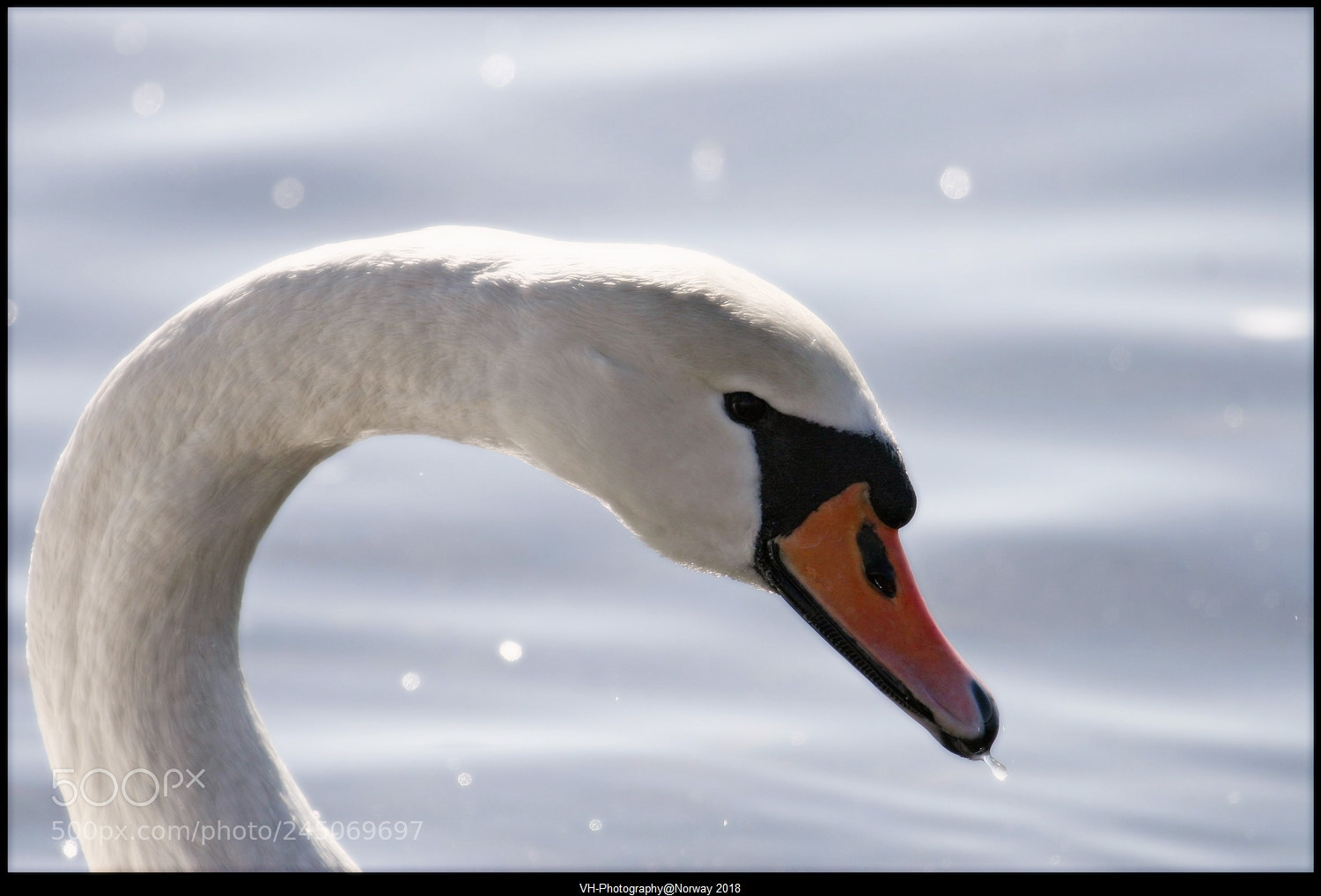 Canon EOS 20D sample photo. Portrait of a swan photography