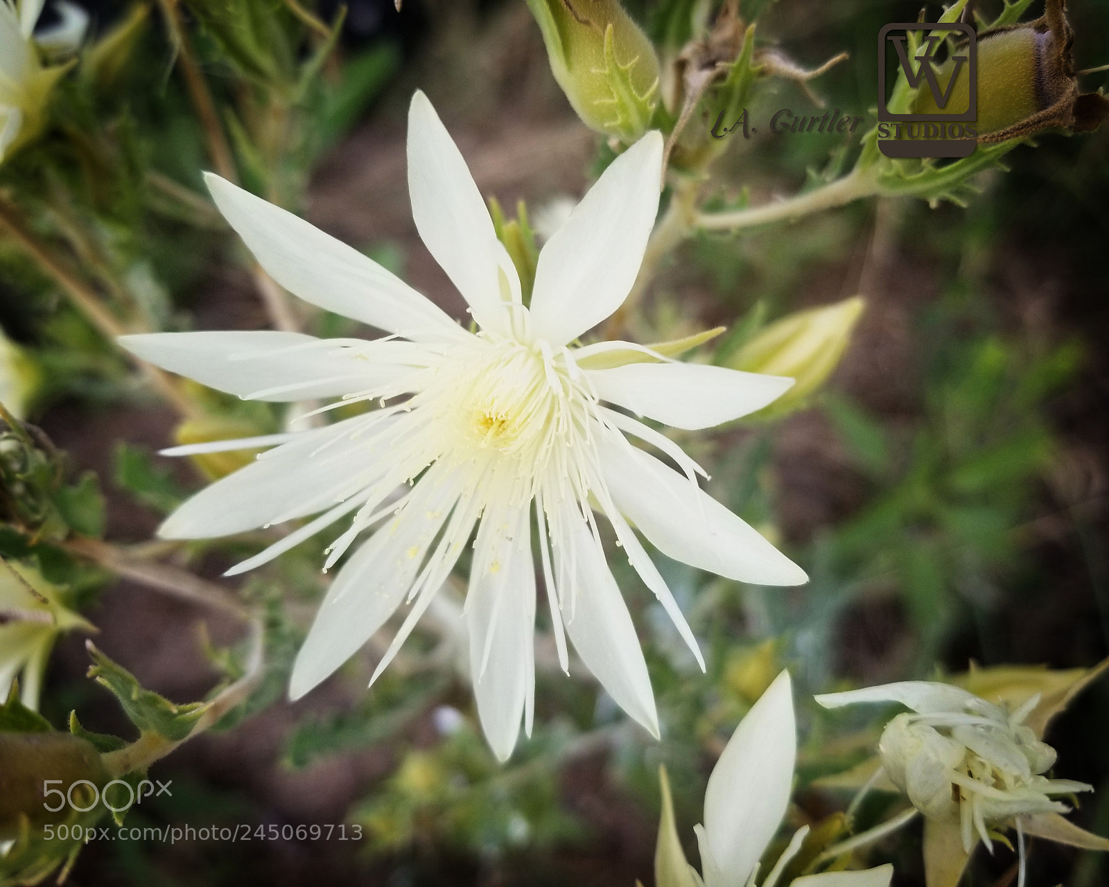 Samsung Galaxy S8 sample photo. Giant evening star flower photography