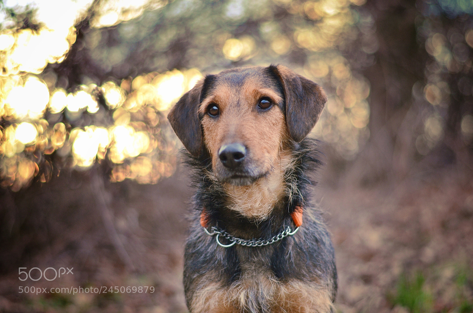 Nikon D5100 sample photo. Frodo photography