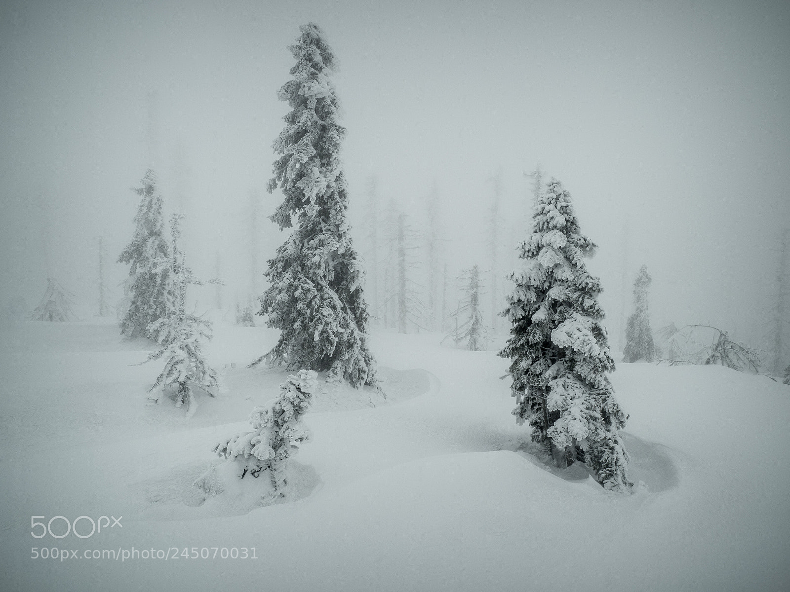 Olympus OM-D E-M1 Mark II sample photo. Whiteout ii photography