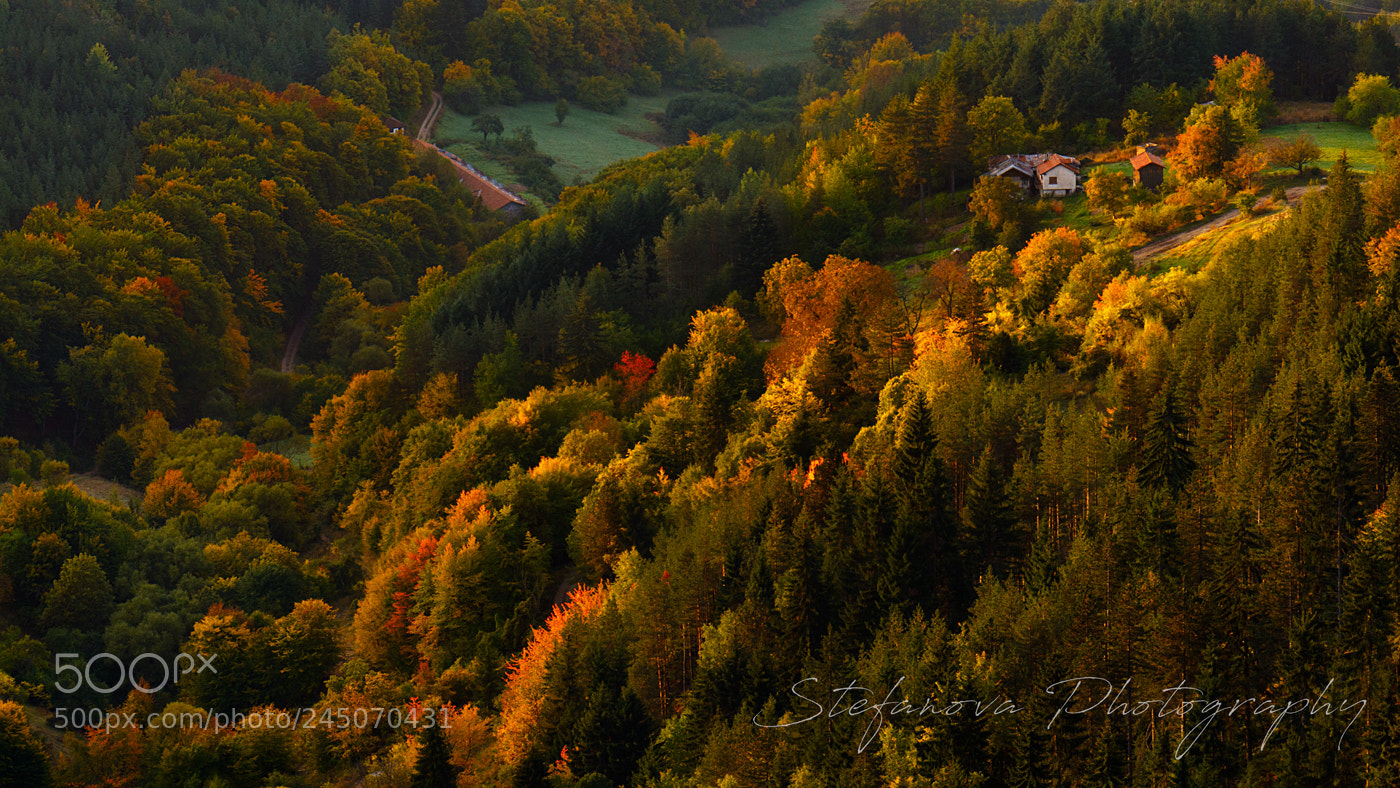Nikon D7100 sample photo. Autumn photography