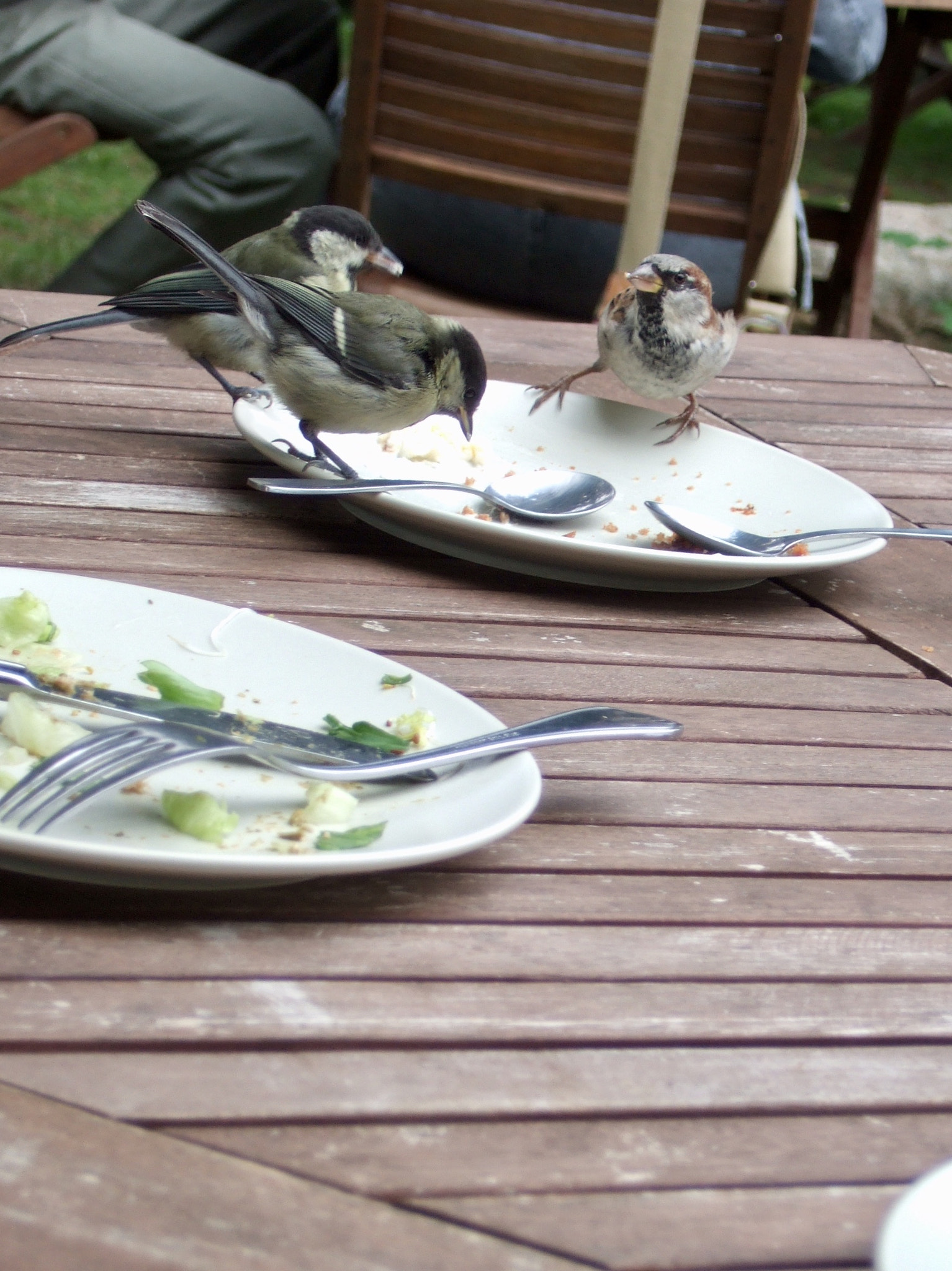 Fujifilm FinePix F11 sample photo. A couple of birds on my table! photography