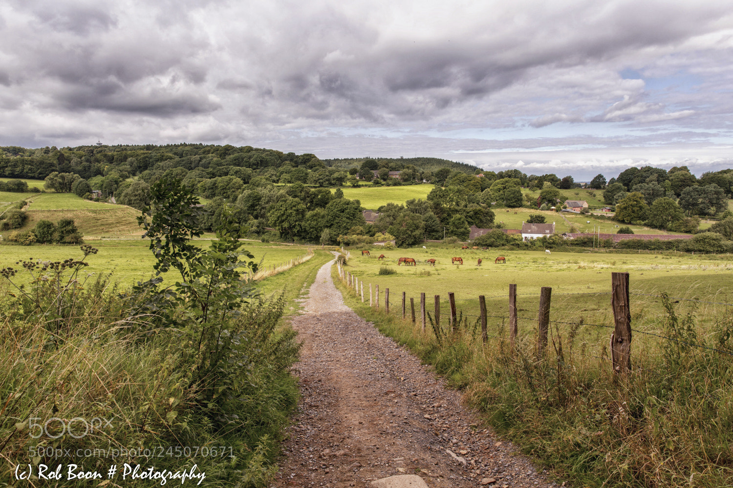 Canon EOS 5DS sample photo. Aachener wald 1 photography