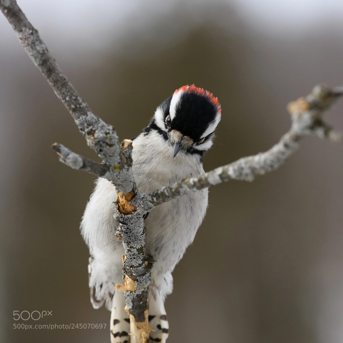 Canon EOS 40D sample photo. Downy woodpecker photography