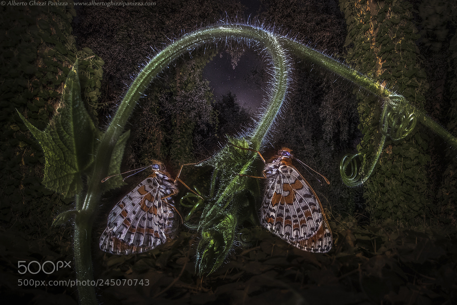 Nikon D810 sample photo. Resting in the night photography