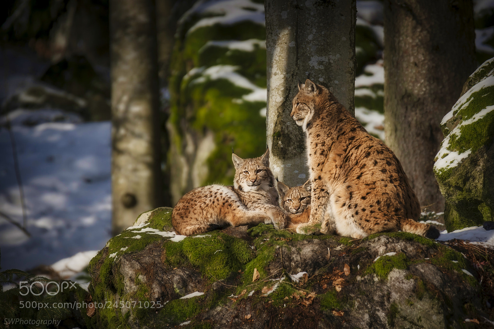Sony a7R III sample photo. A lynx family photography