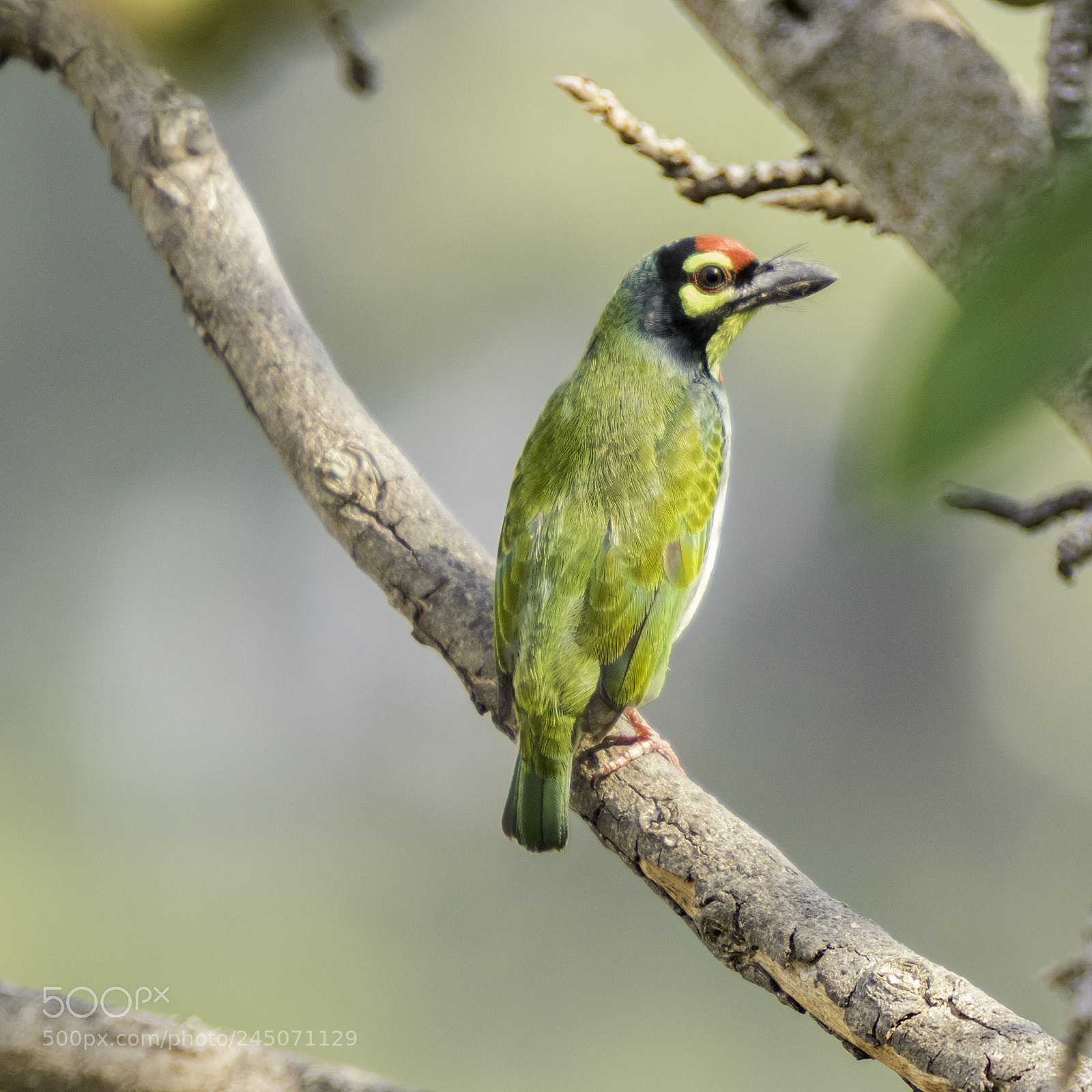 Canon EOS 7D Mark II sample photo. Coppersmith barbet photography