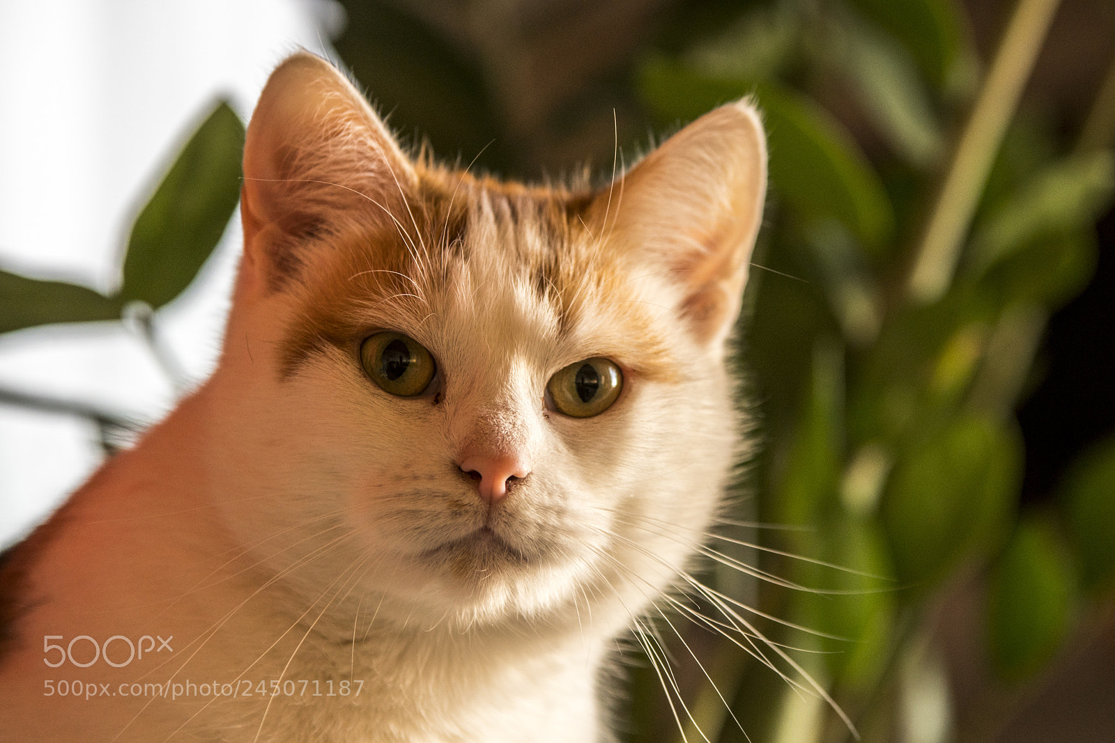 Sony a99 II sample photo. Dsc photography