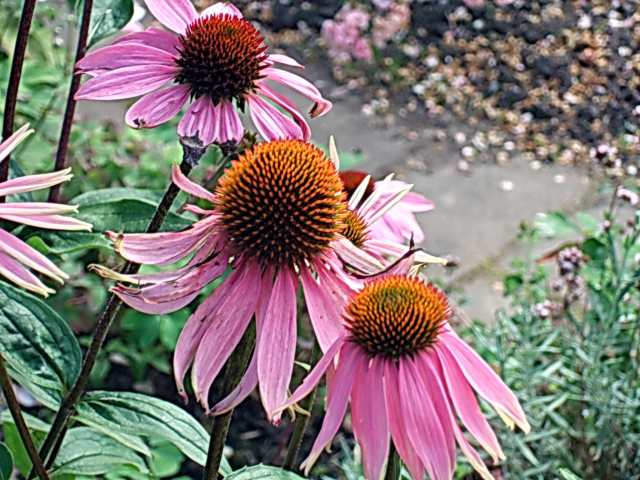 Fujifilm FinePix F11 sample photo. Some flowers in my garden. photography