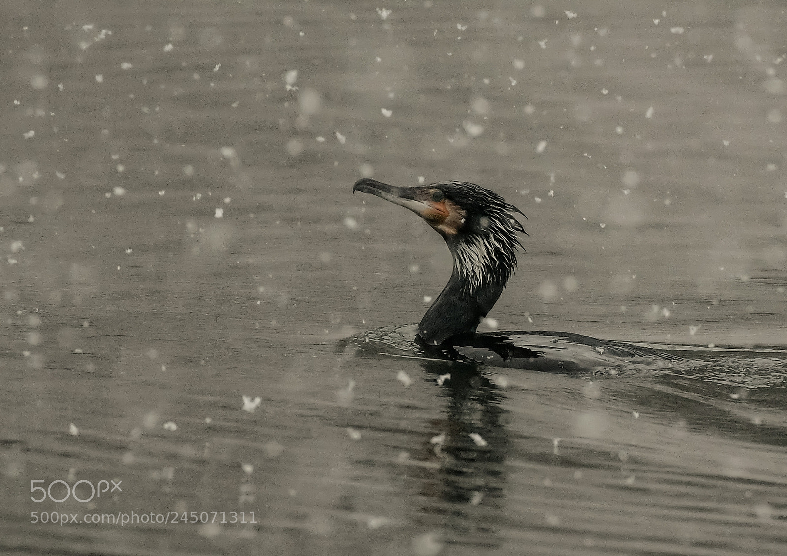 Nikon D500 sample photo. Grand cormoran photography