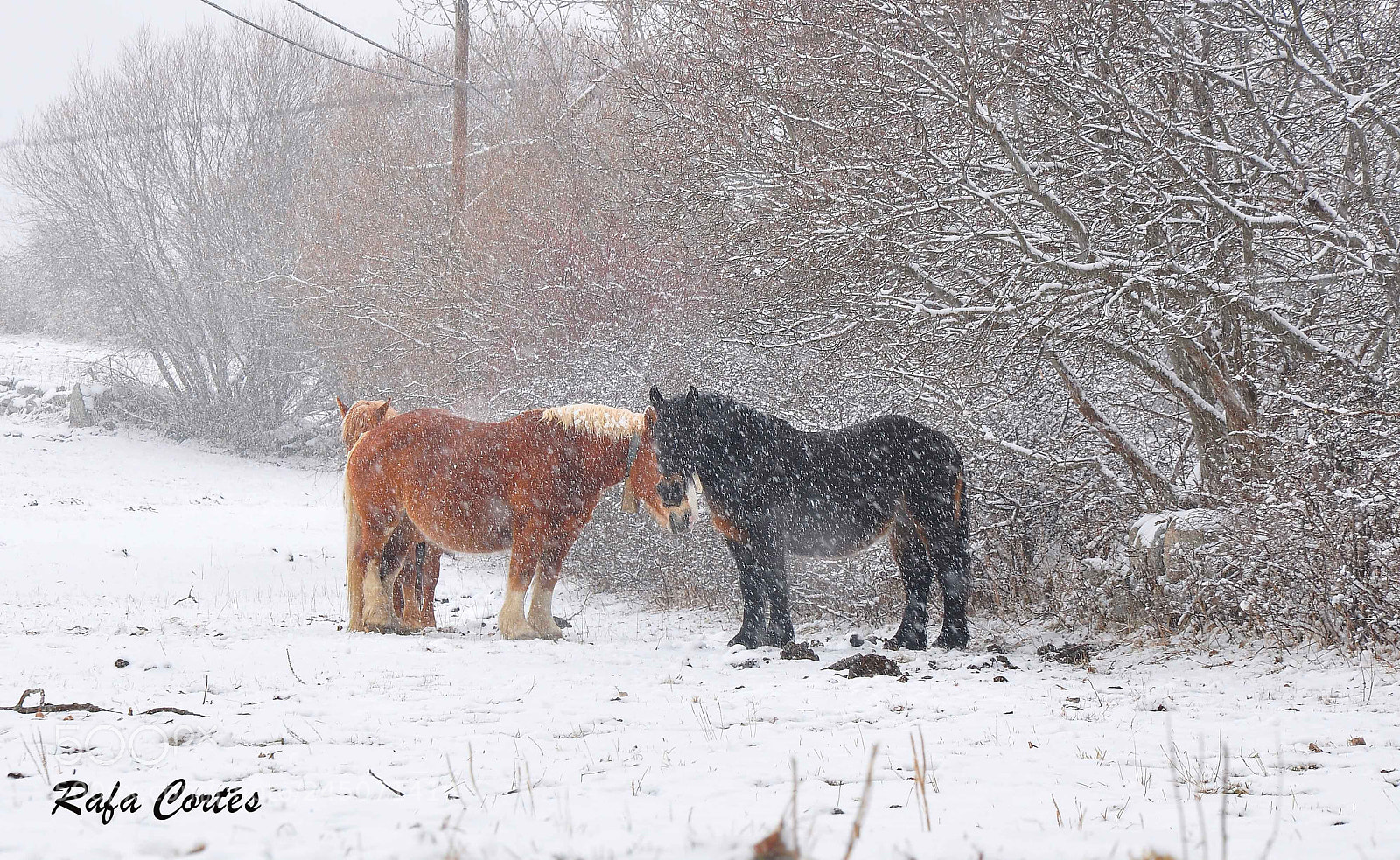 Nikon D90 sample photo. Caballos bajo la nieve photography