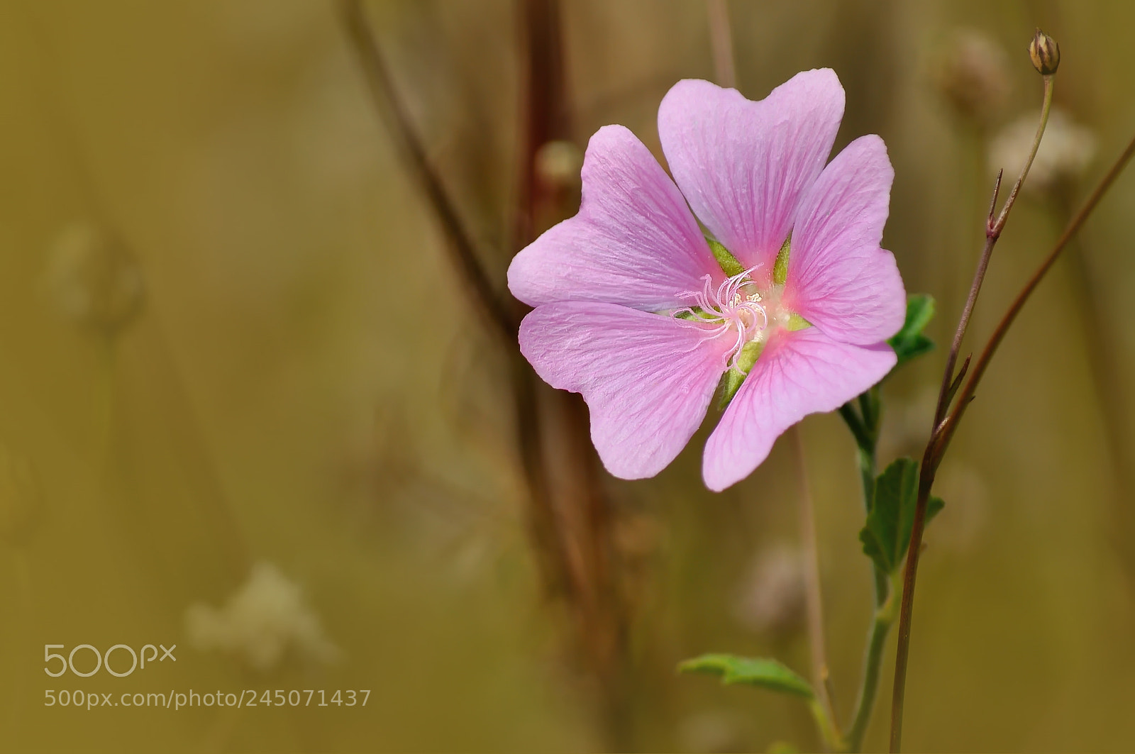 Nikon D5000 sample photo. Pink photography