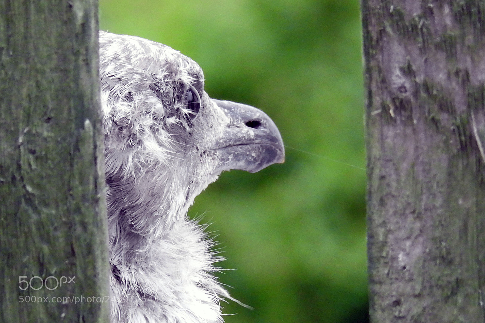 Nikon Coolpix P900 sample photo. Young herring gull photography