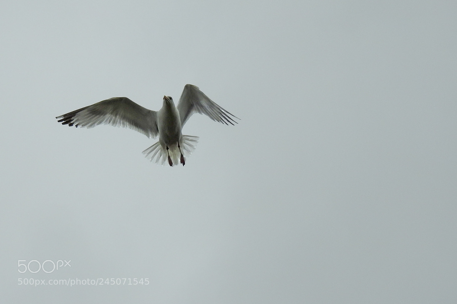 Nikon Coolpix P900 sample photo. Gull flying photography