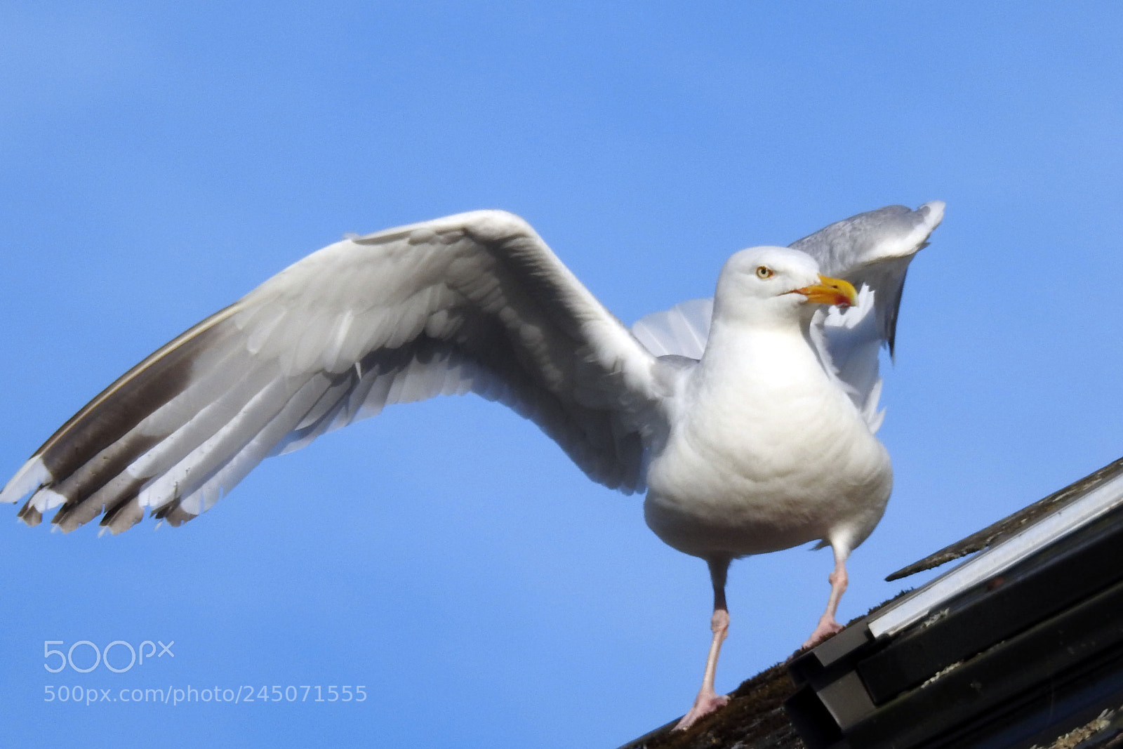 Nikon Coolpix P900 sample photo. Gull on the roof photography