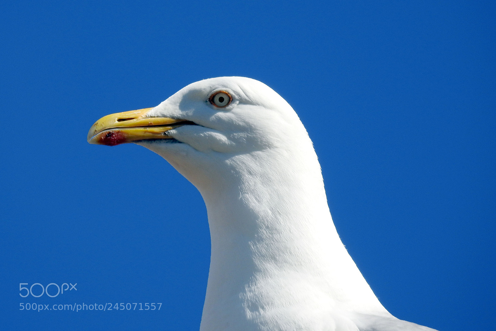Nikon Coolpix P900 sample photo. Gull on the roof 2 photography