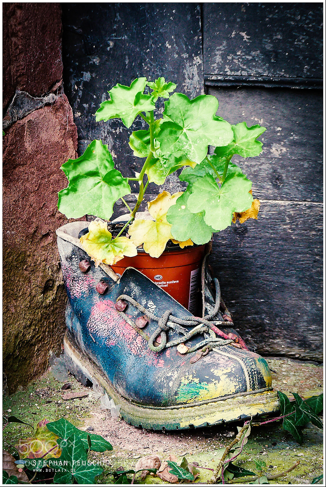 Panasonic Lumix DMC-FZ28 sample photo. "schuhpflanze" [shoe plant] photography