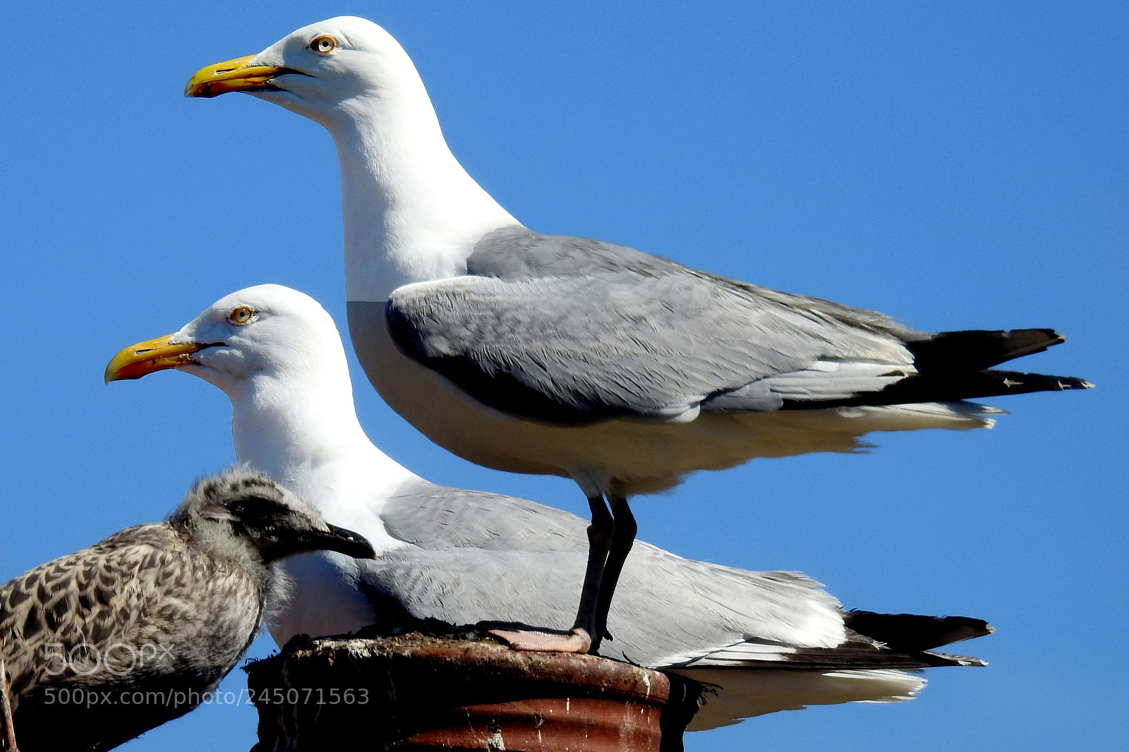 Nikon Coolpix P900 sample photo. Gulls on the roof photography