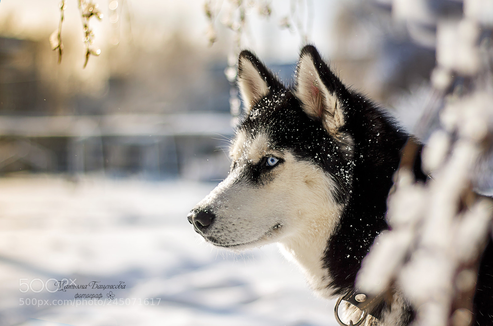 Canon EOS 650D (EOS Rebel T4i / EOS Kiss X6i) sample photo. Арикара photography