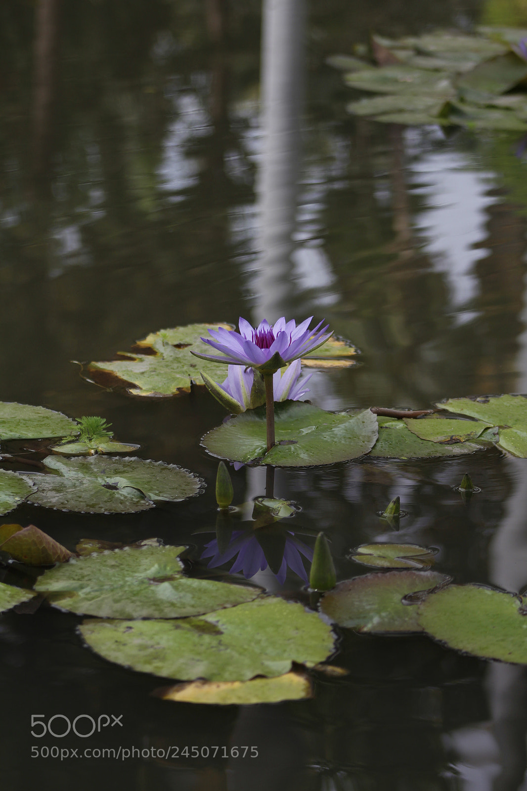 Canon EOS 1200D (EOS Rebel T5 / EOS Kiss X70 / EOS Hi) sample photo. Purple pond photography