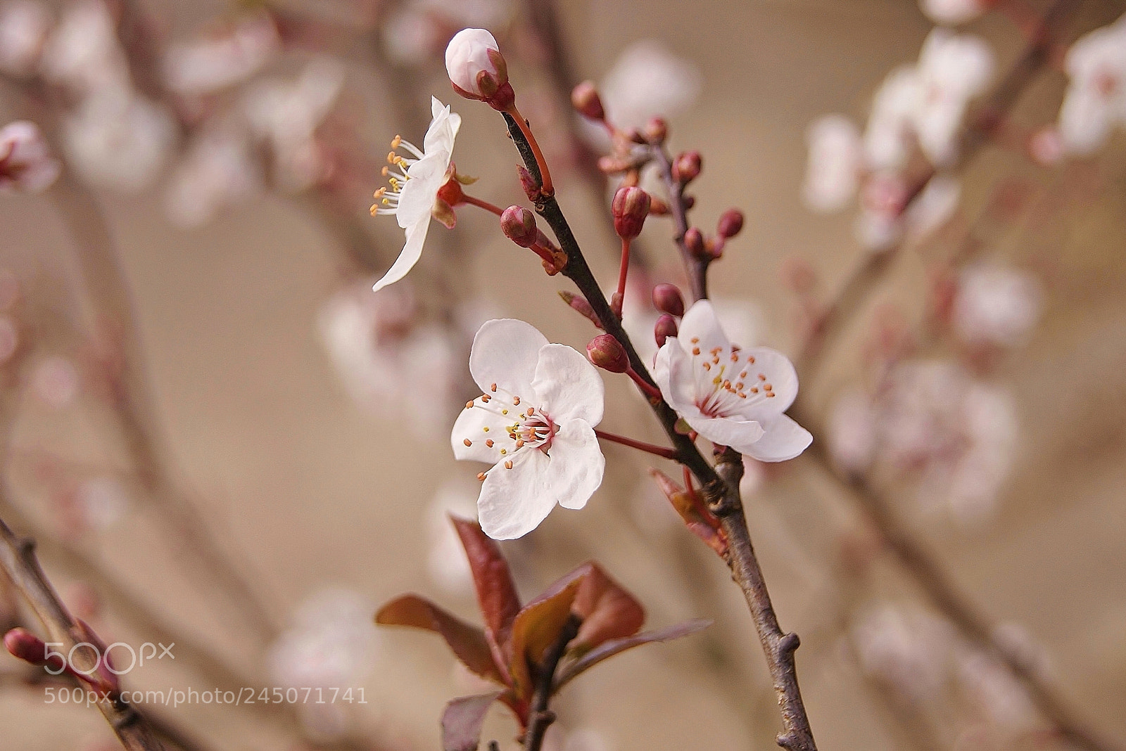 Sony Alpha DSLR-A380 sample photo. Delicate and fragile ... photography