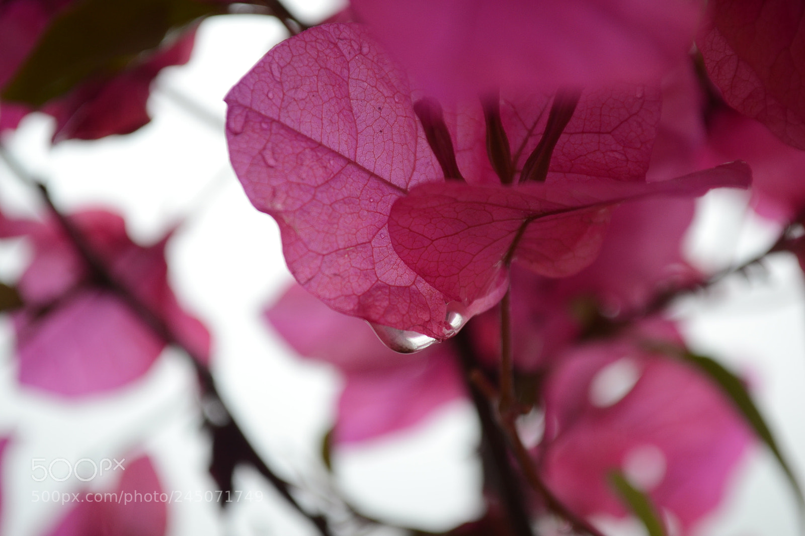 Nikon D3100 sample photo. Detalles a color photography