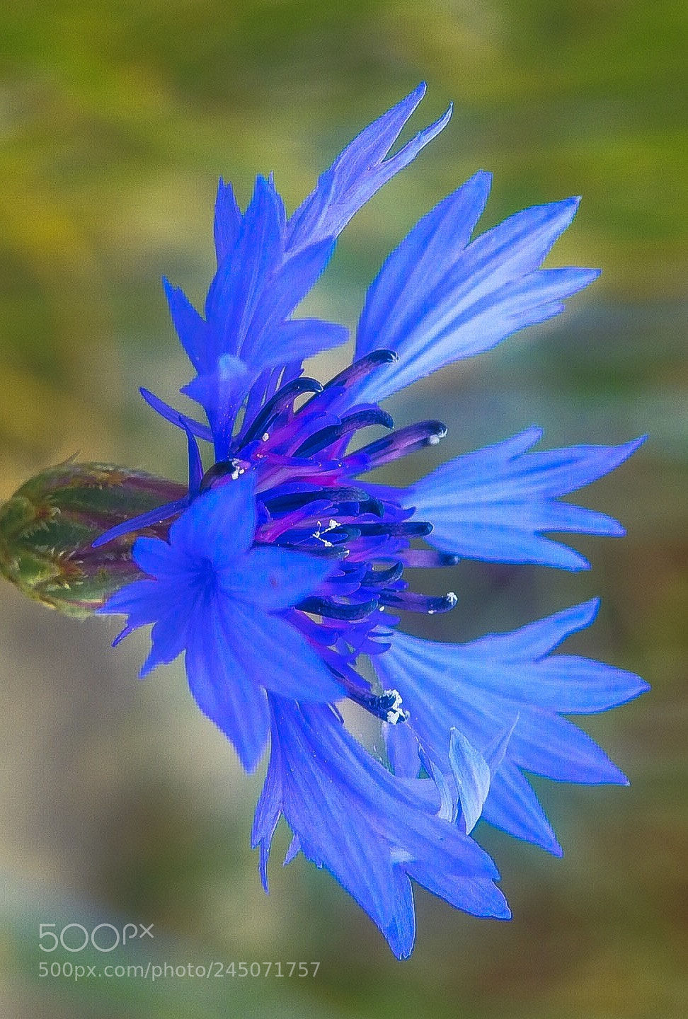 Nikon Coolpix P900 sample photo. "blue angel" photography