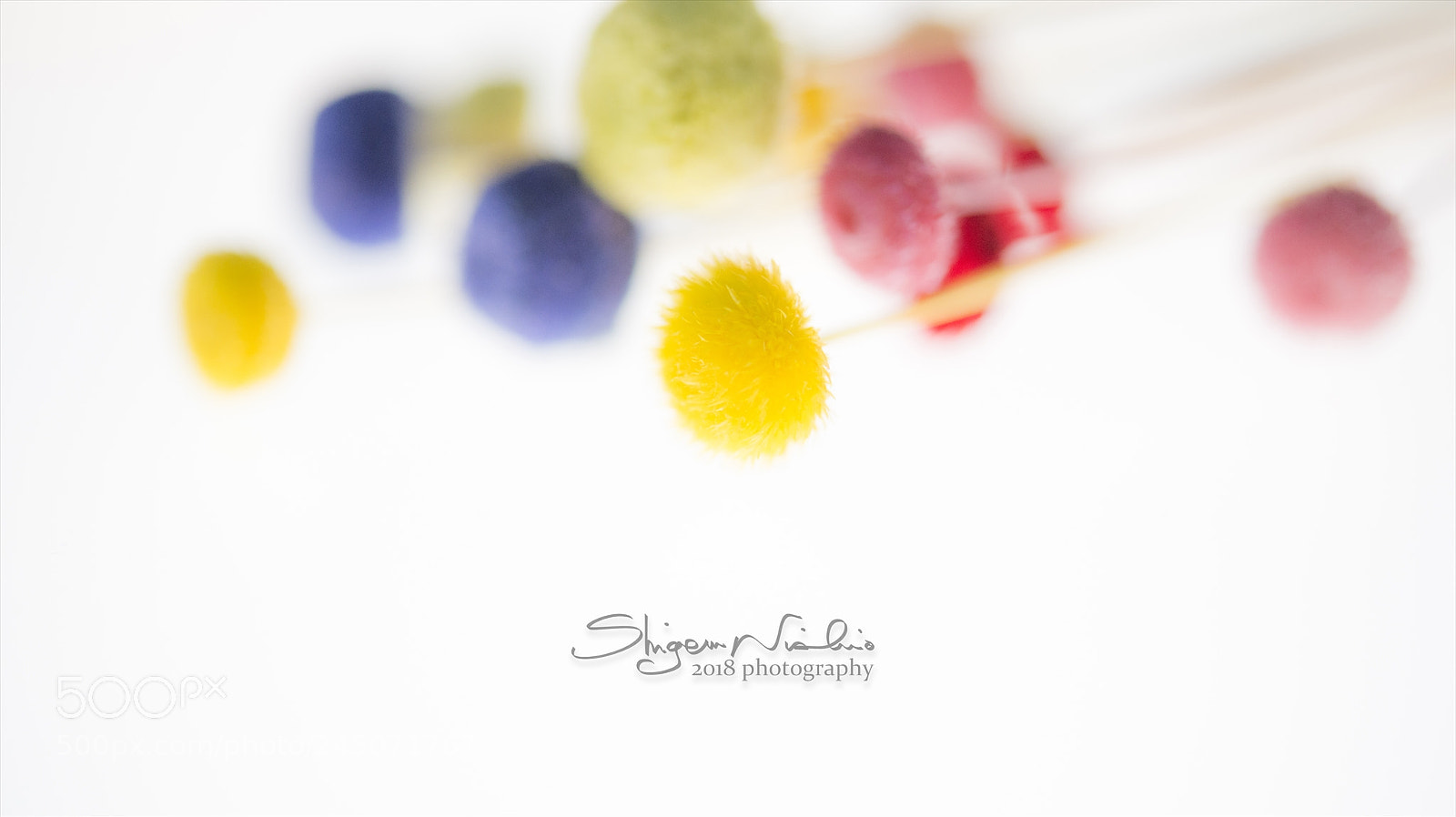 Nikon D800 sample photo. Dried flower photography