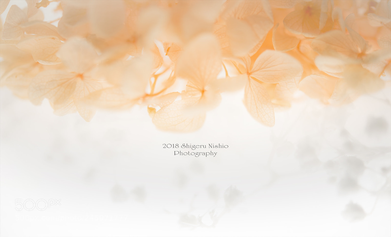 Nikon D800 sample photo. 花r photography
