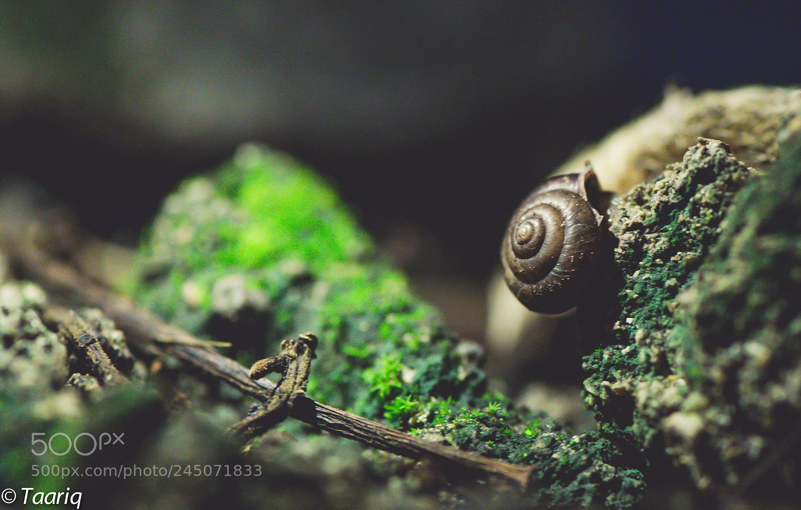 Nikon D610 sample photo. Snail shell photography