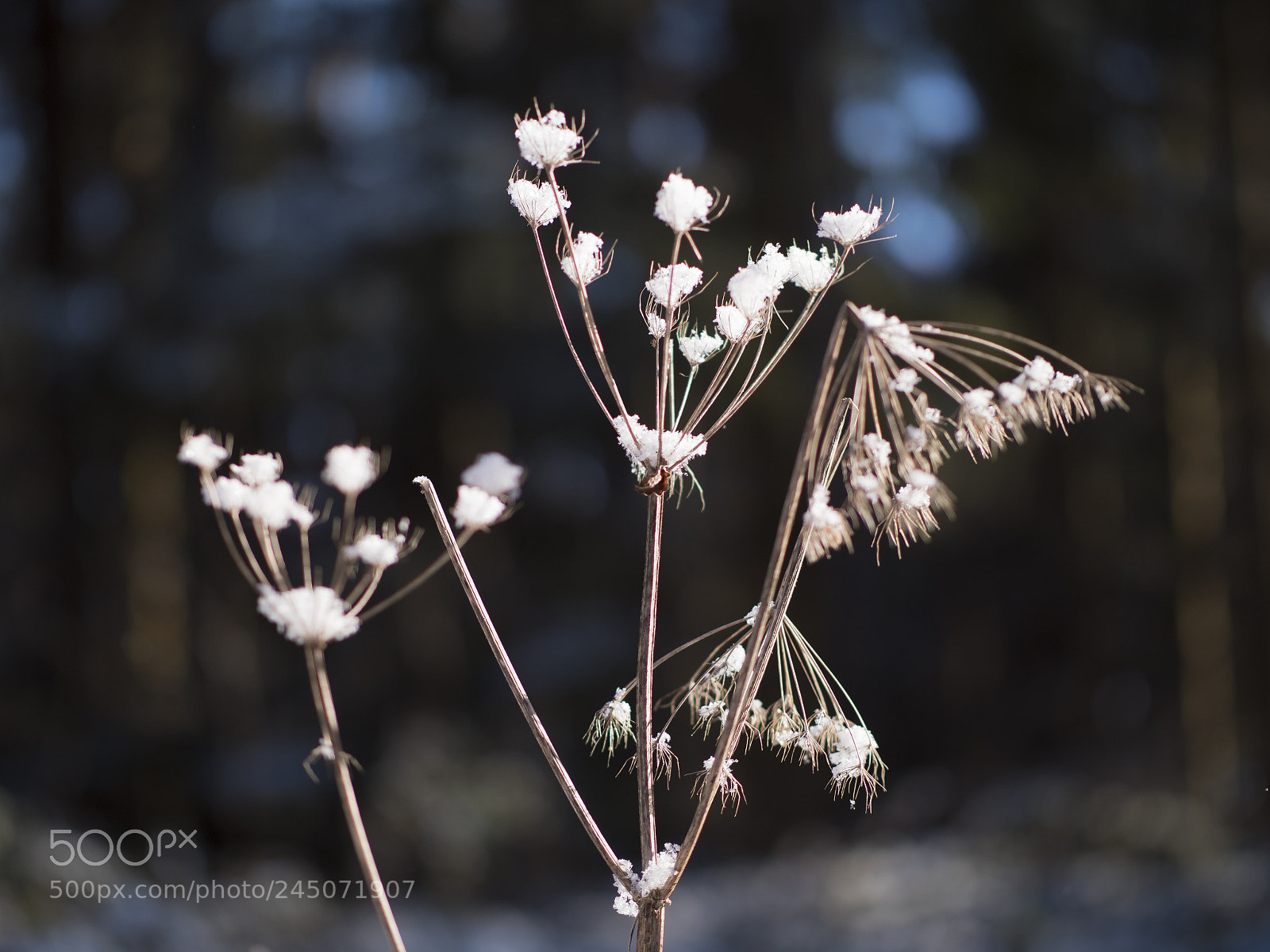 Panasonic Lumix DC-G9 sample photo. Umbellifer with snow-caps photography