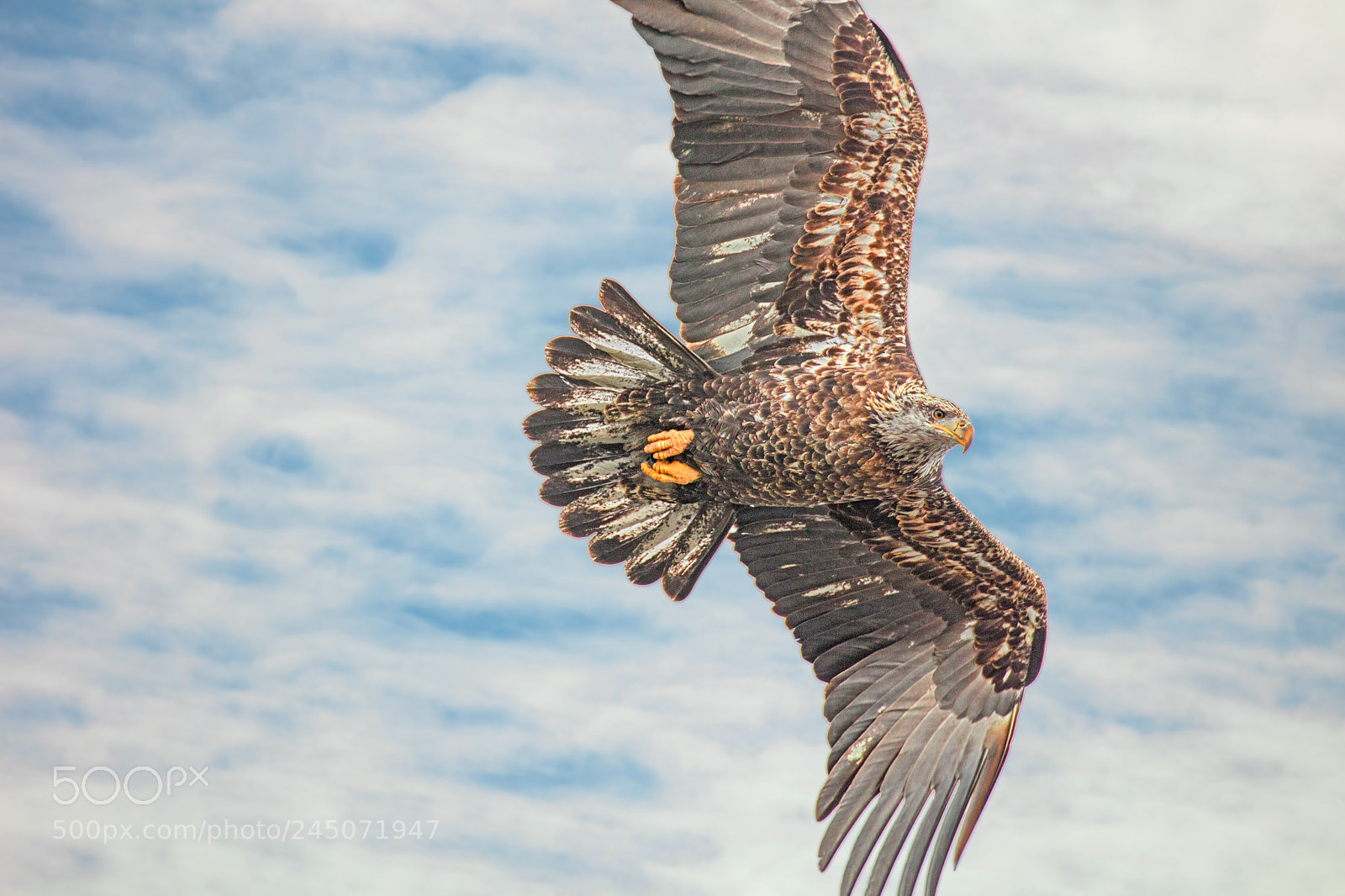 Canon EOS 5DS R sample photo. Immature bald eagle photography
