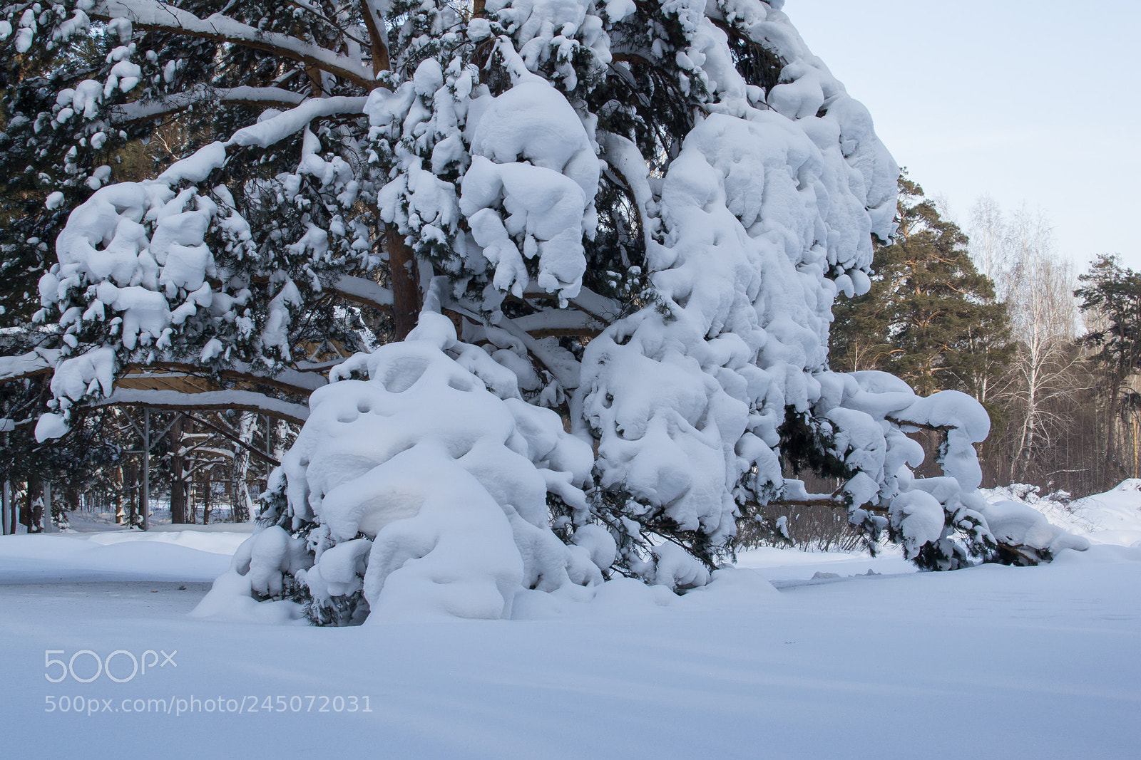 Nikon D3100 sample photo. Снежное покрывало photography
