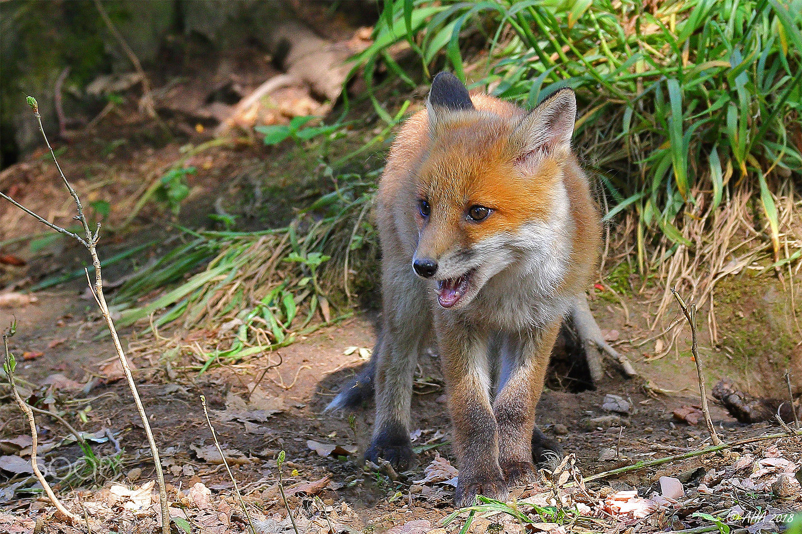 Canon EOS 7D Mark II sample photo. Tiny redfox photography