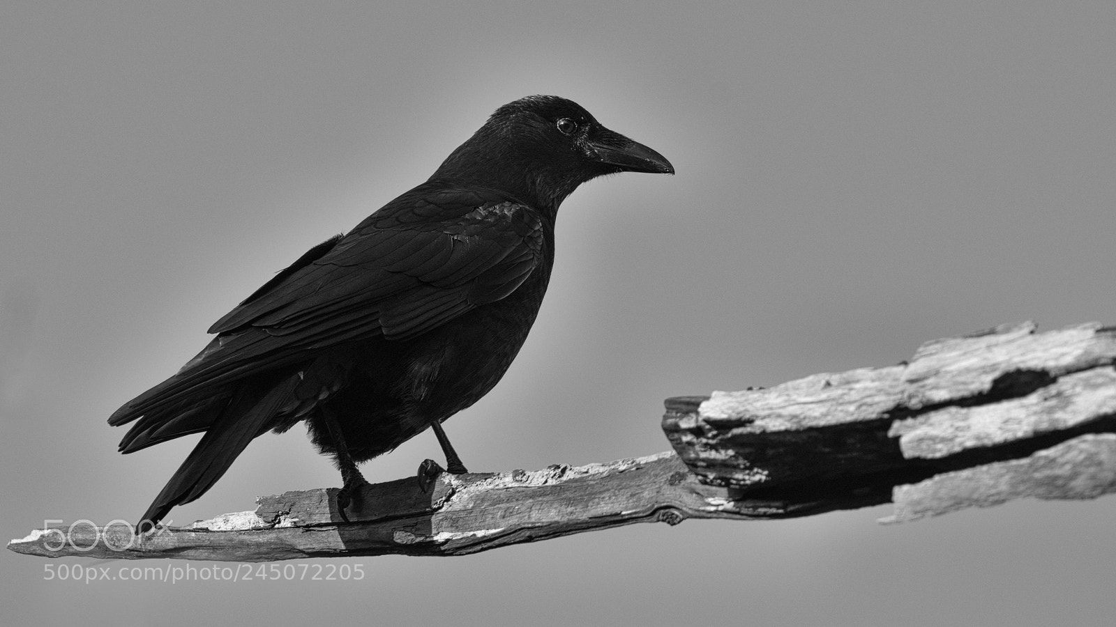 Nikon D7200 sample photo. Crow photography