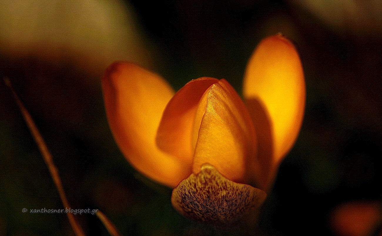 Canon EOS 550D (EOS Rebel T2i / EOS Kiss X4) + Tamron SP AF 180mm F3.5 Di LD (IF) Macro sample photo. Crocus chrysanthus 2 photography