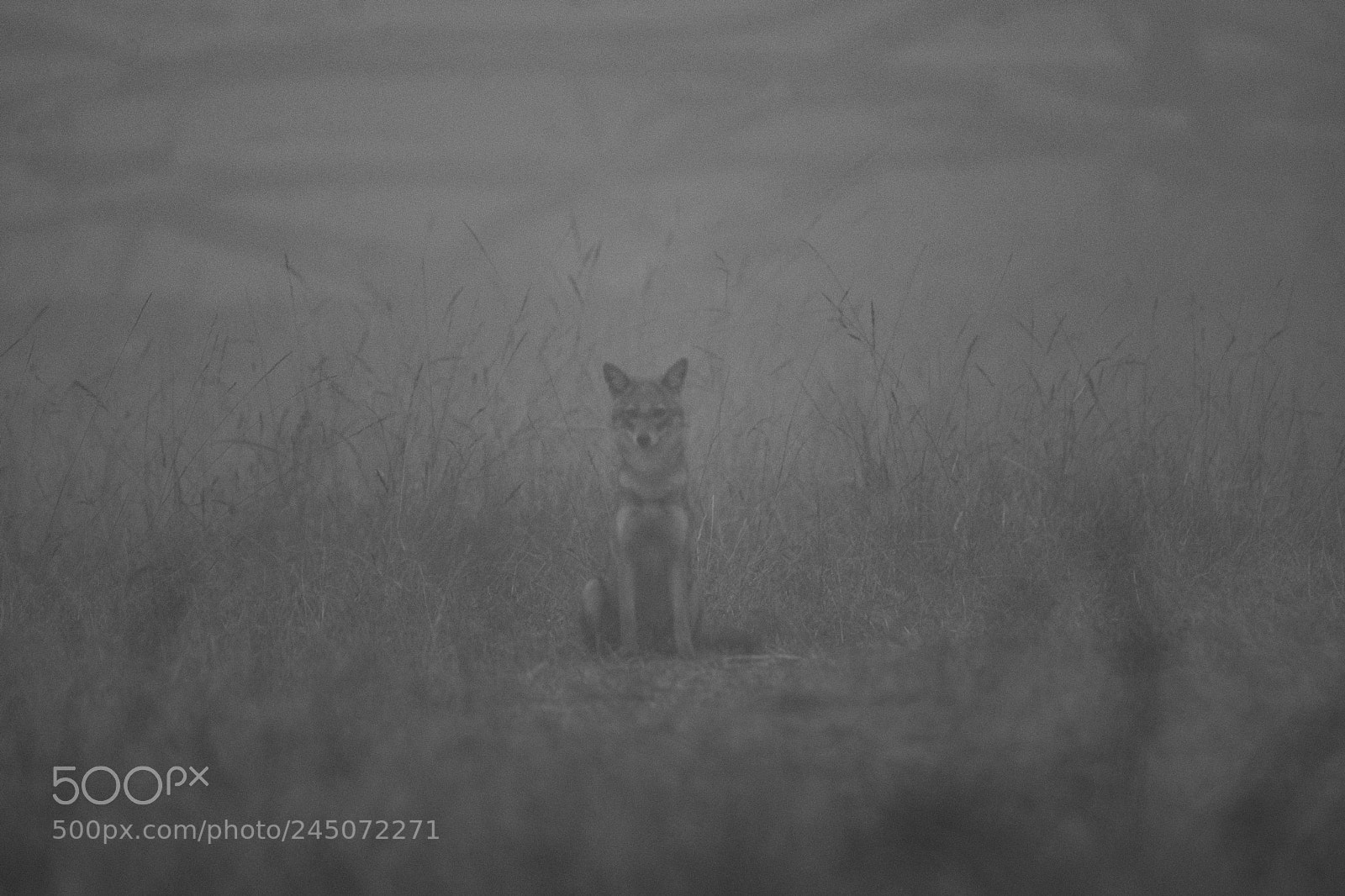 Sony SLT-A65 (SLT-A65V) sample photo. Jack in the fog photography