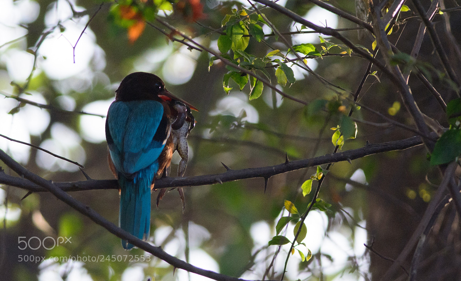 Nikon D7100 sample photo. King-fisher with meal photography