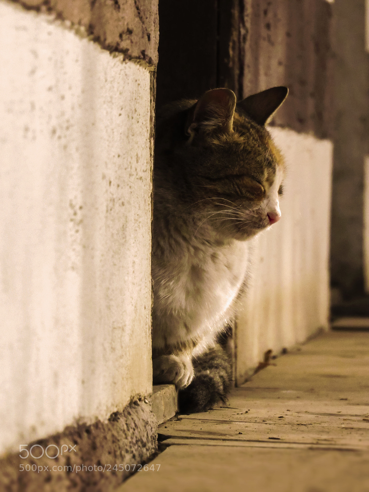 Canon PowerShot SX530 HS sample photo. A sleepy cat photography
