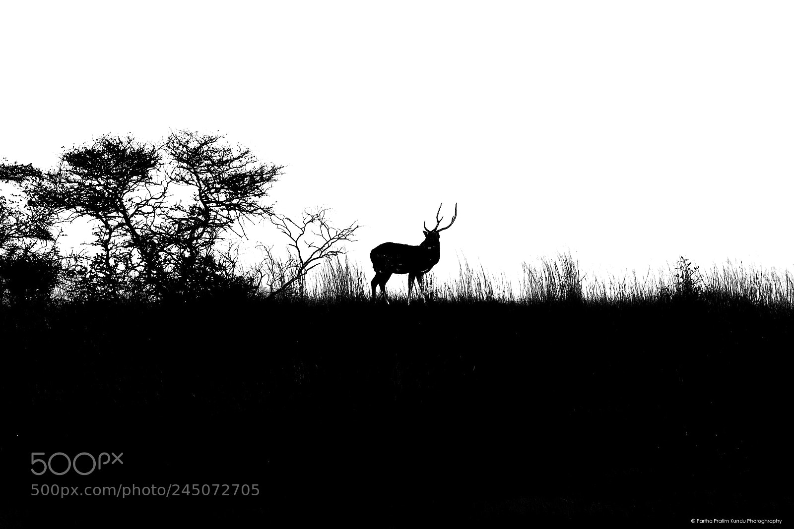 Canon EOS 7D Mark II sample photo. Spotted deer monochrome photography