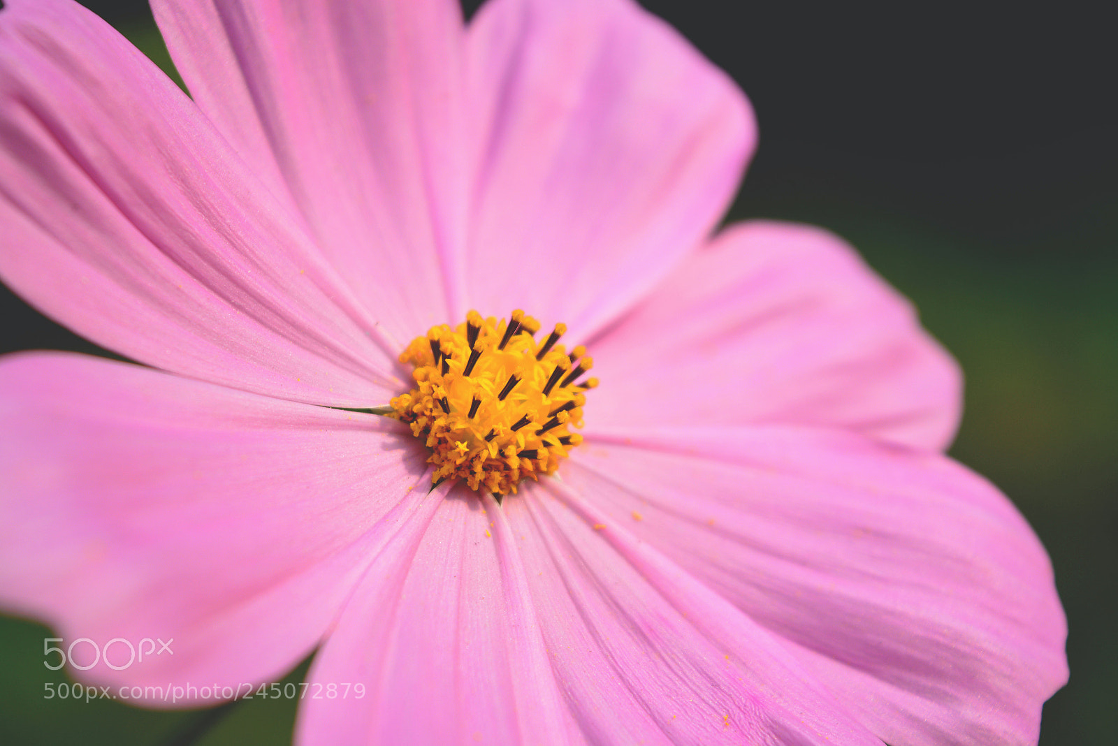 Nikon D5200 sample photo. Waves in pink photography
