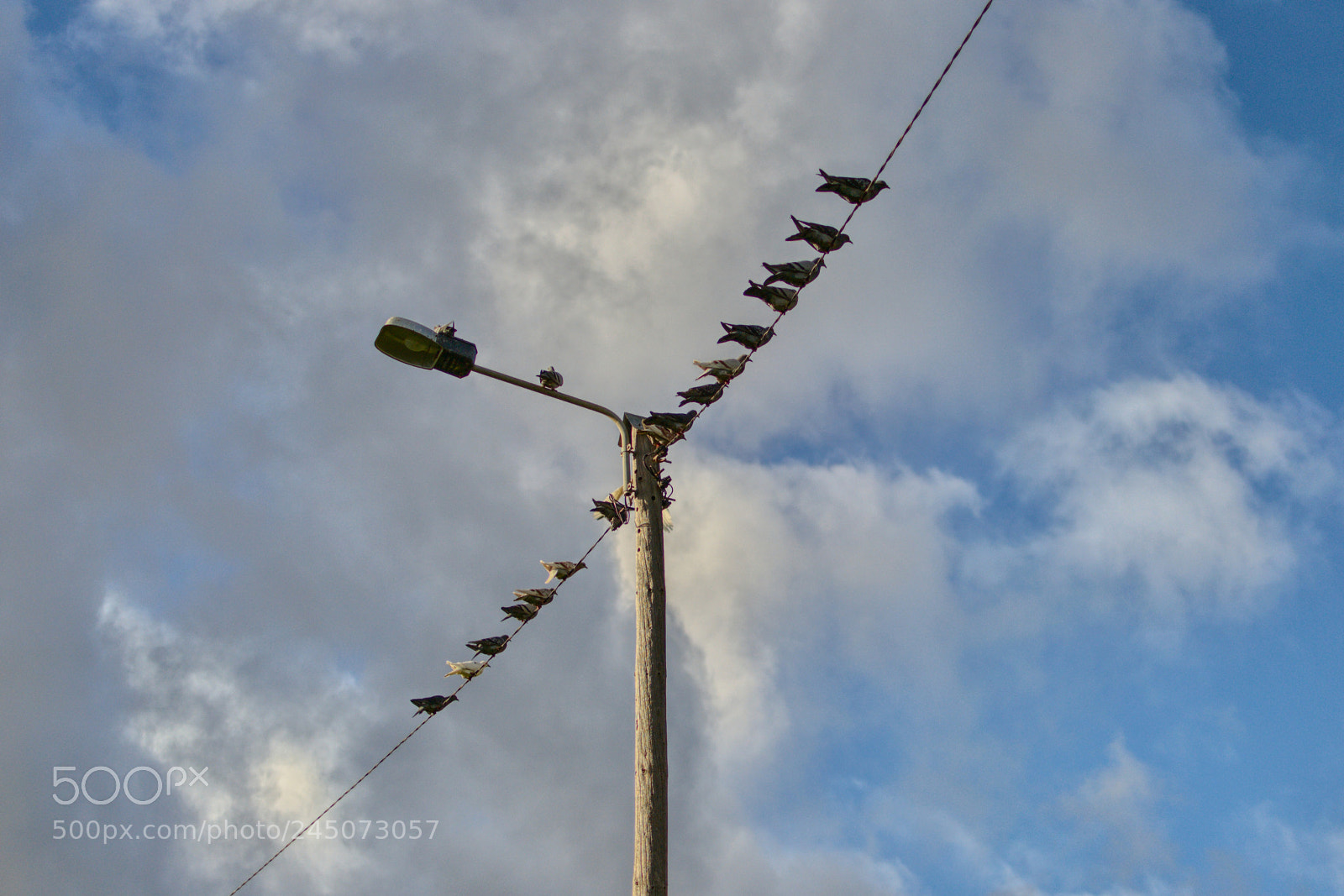 Nikon D3100 sample photo. Streetlight photography