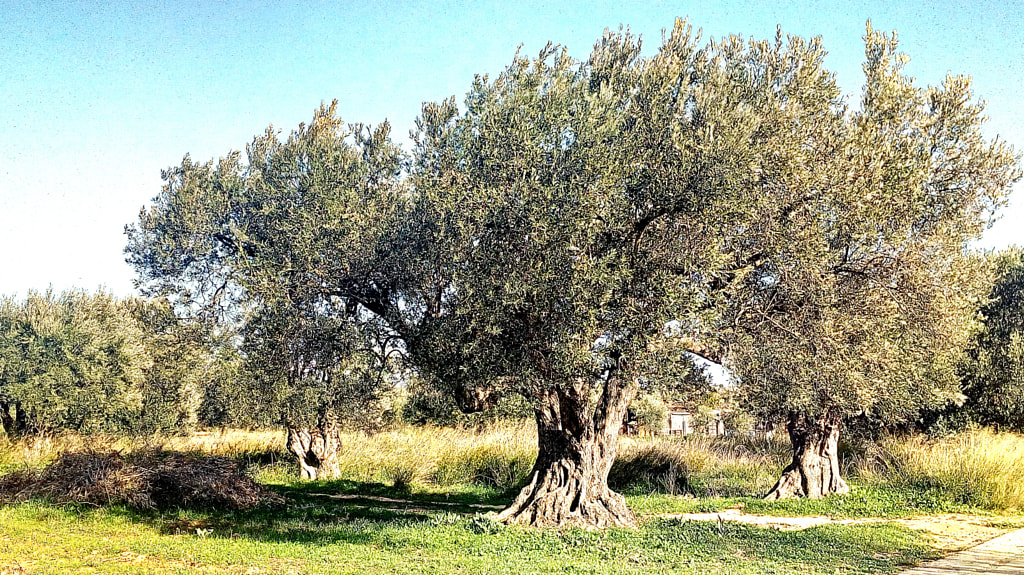 Olive tree!!! by George Girnas on 500px.com