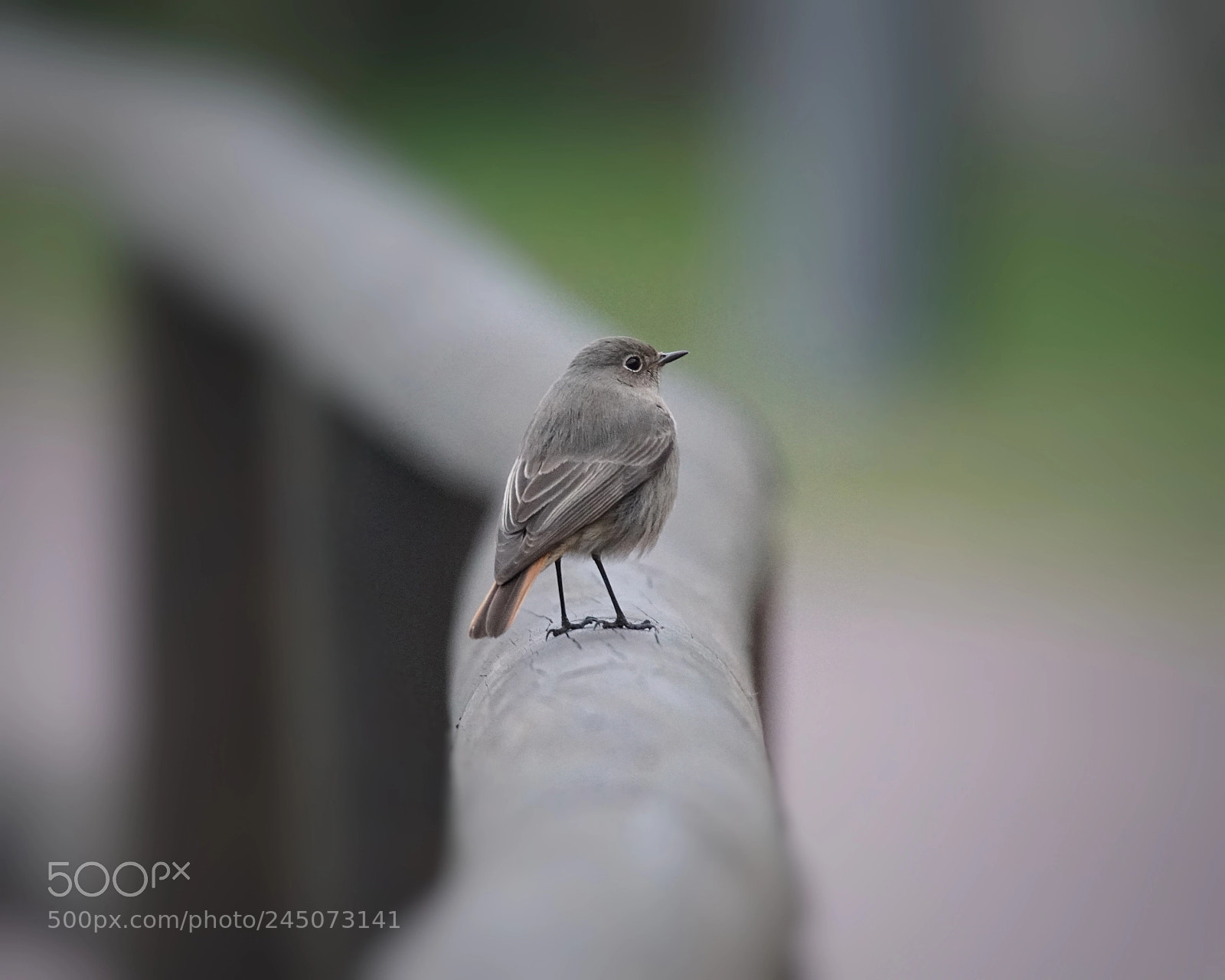 Sony a7R II sample photo. Codirosso photography