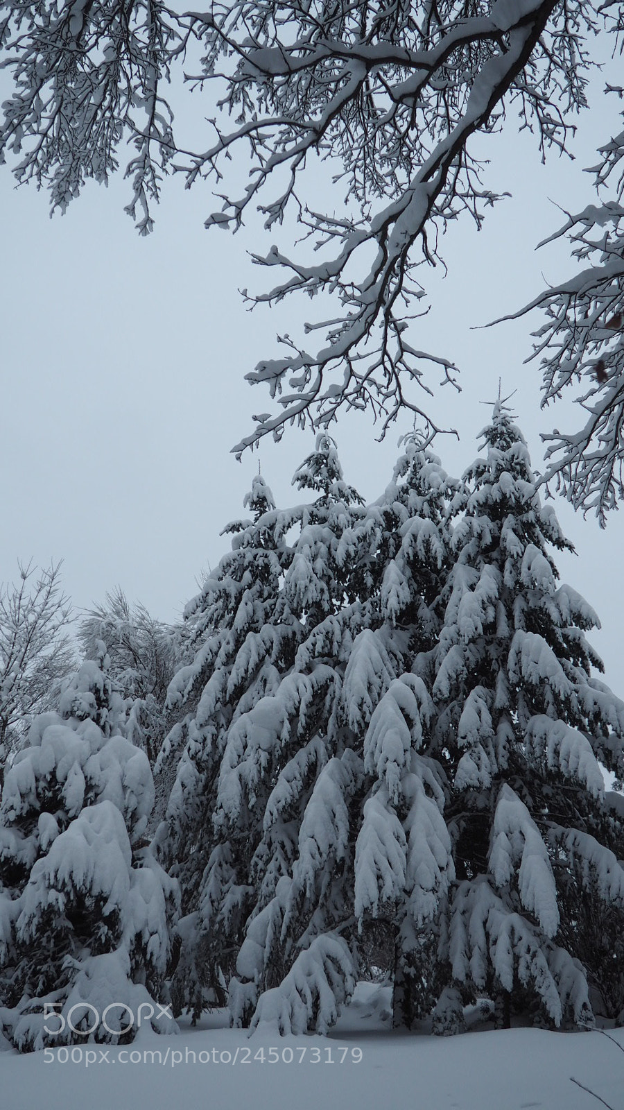 Olympus OM-D E-M10 sample photo. Winter photography