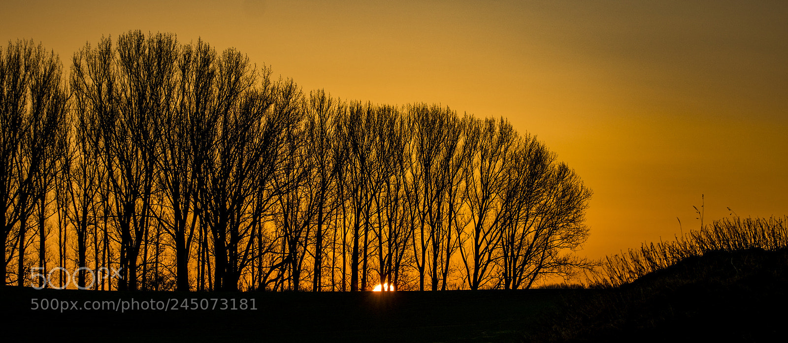 Sony a99 II sample photo. Dsc photography