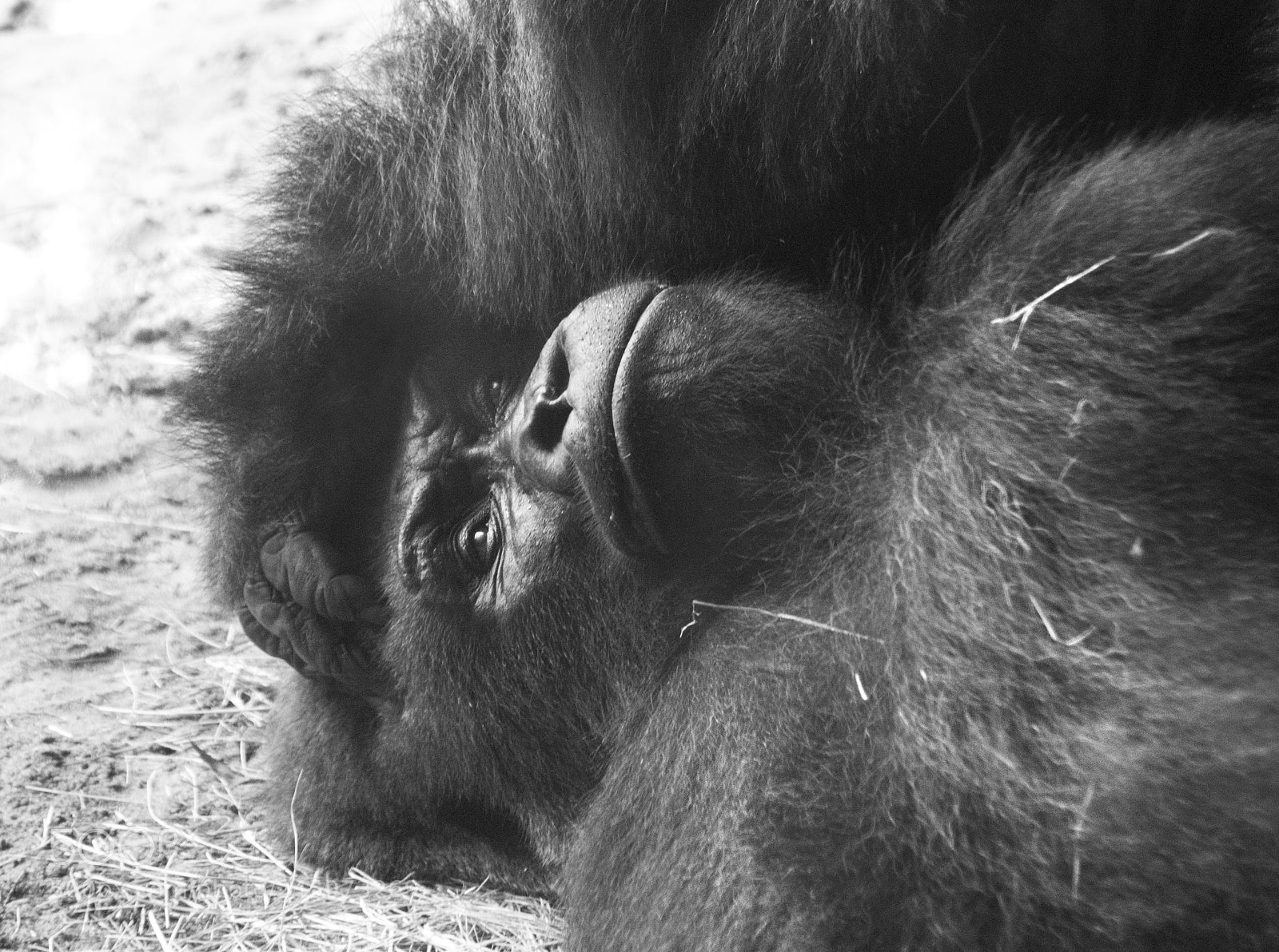Nikon D60 sample photo. Gorillas in the mist photography